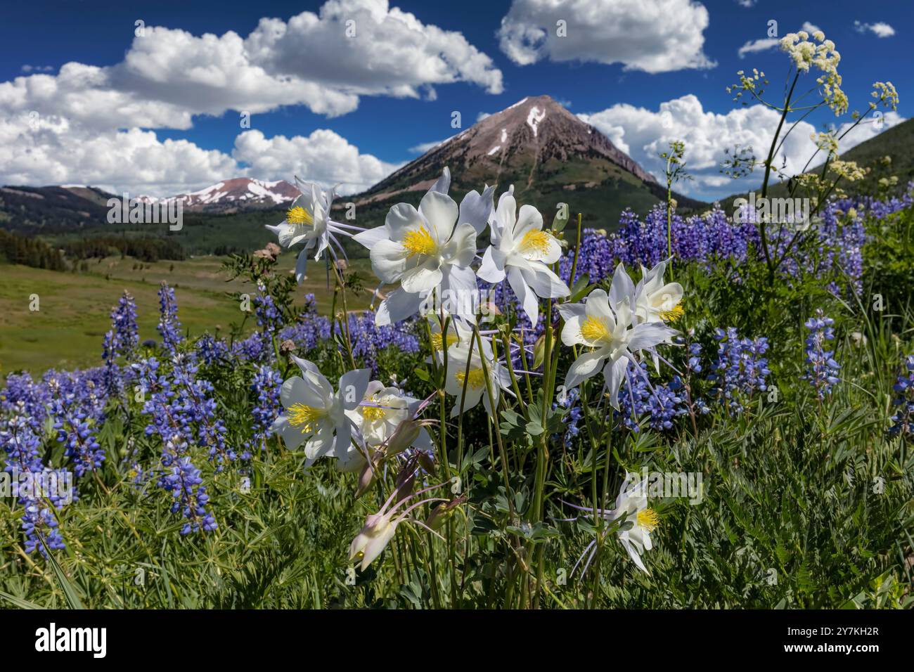 Prato di fiori selvaggi - Viola di lupino & Columbine Crested Butte, CO Foto Stock