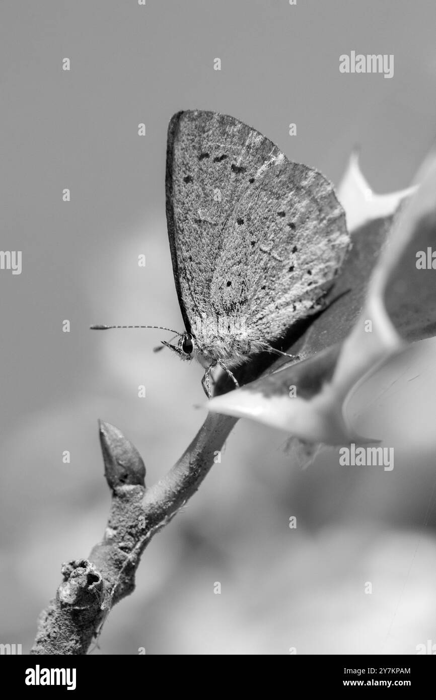 Immagine in bianco e nero di una farfalla blu (Celastrina argiolus) su una variegata foglia di agrifoglio Foto Stock