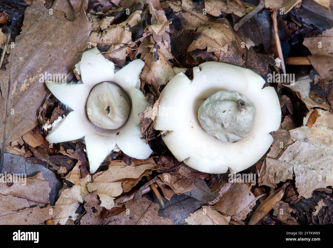 Fungo terricolo con colletto (Geastrum triplex) in un bosco di faggio sul gesso del North Downs, Surrey, Inghilterra, Regno Unito, durante l'autunno Foto Stock