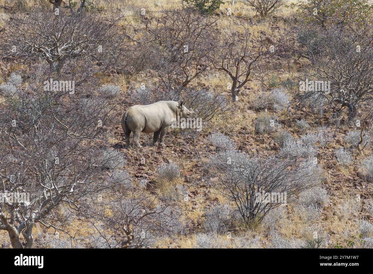 Rinoceronte nero (Diceros bicornis), libero da vivere, Huab Conservancy, vicino a Khorixas, regione di Kunene, Namibia, Africa Foto Stock