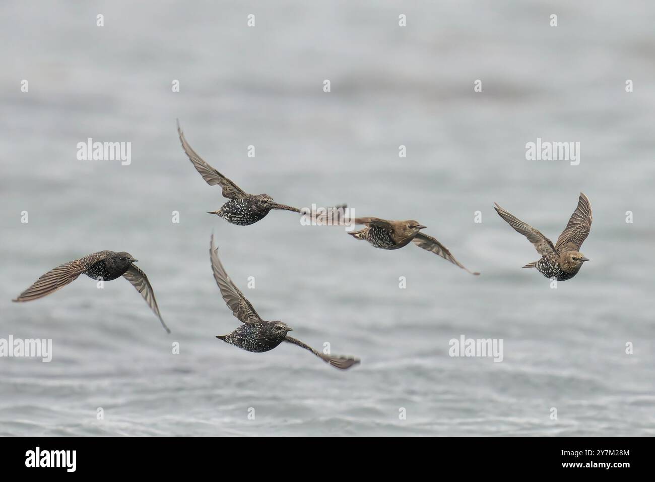 Uno stormo di stelle in volo sopra un corpo d'acqua, mostrando piume e movimenti dettagliati. Foto Stock