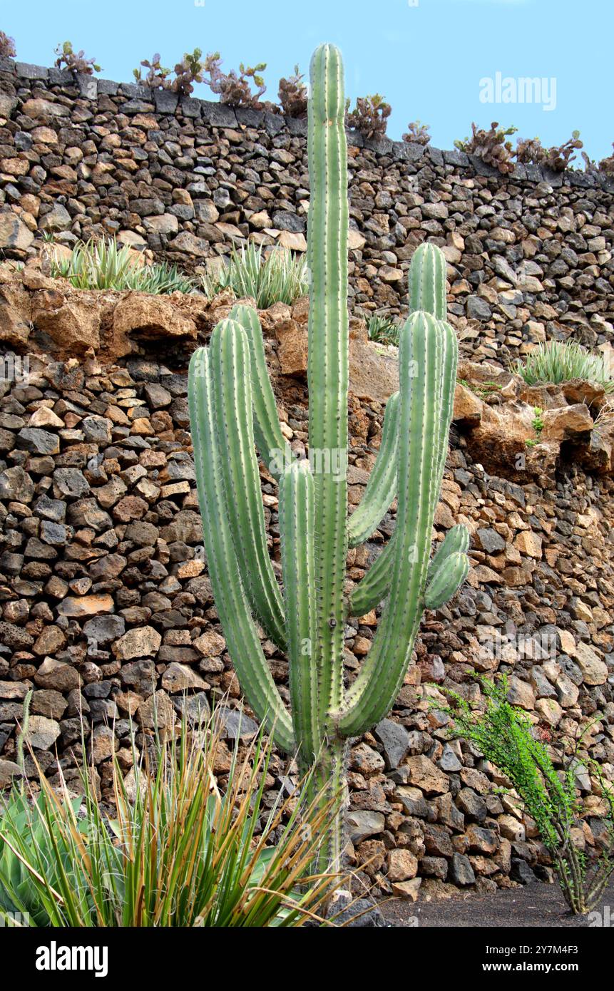 Candelabra Cactus, Pachycereus weberi, Cactaceae. Jardin de Cactus, Guatiza, Lanzarote, Isole Canarie, Spagna. Proviene da Puebla, Messico. Foto Stock