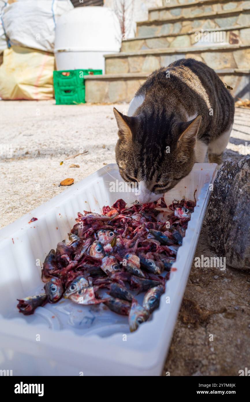 Un gatto sta mangiando pesce da un vassoio Il vassoio è pieno di pesce e il gatto sta gustando il suo pasto Foto Stock