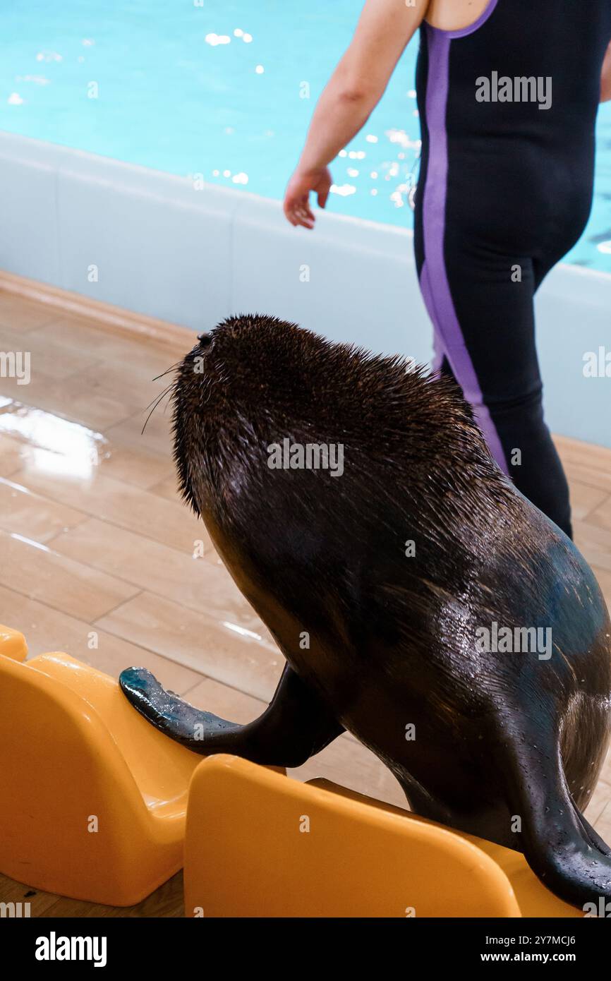 Ludico leone marino in preparazione per uno spettacolo acquatico in un parco marino. Foto Stock
