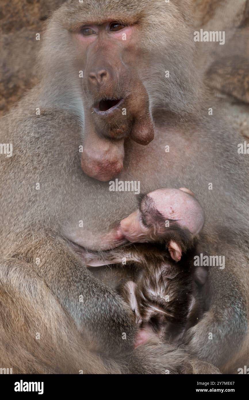 Affettuosa madre Baboon che coccola il suo adorabile bambino in natura. Foto Stock