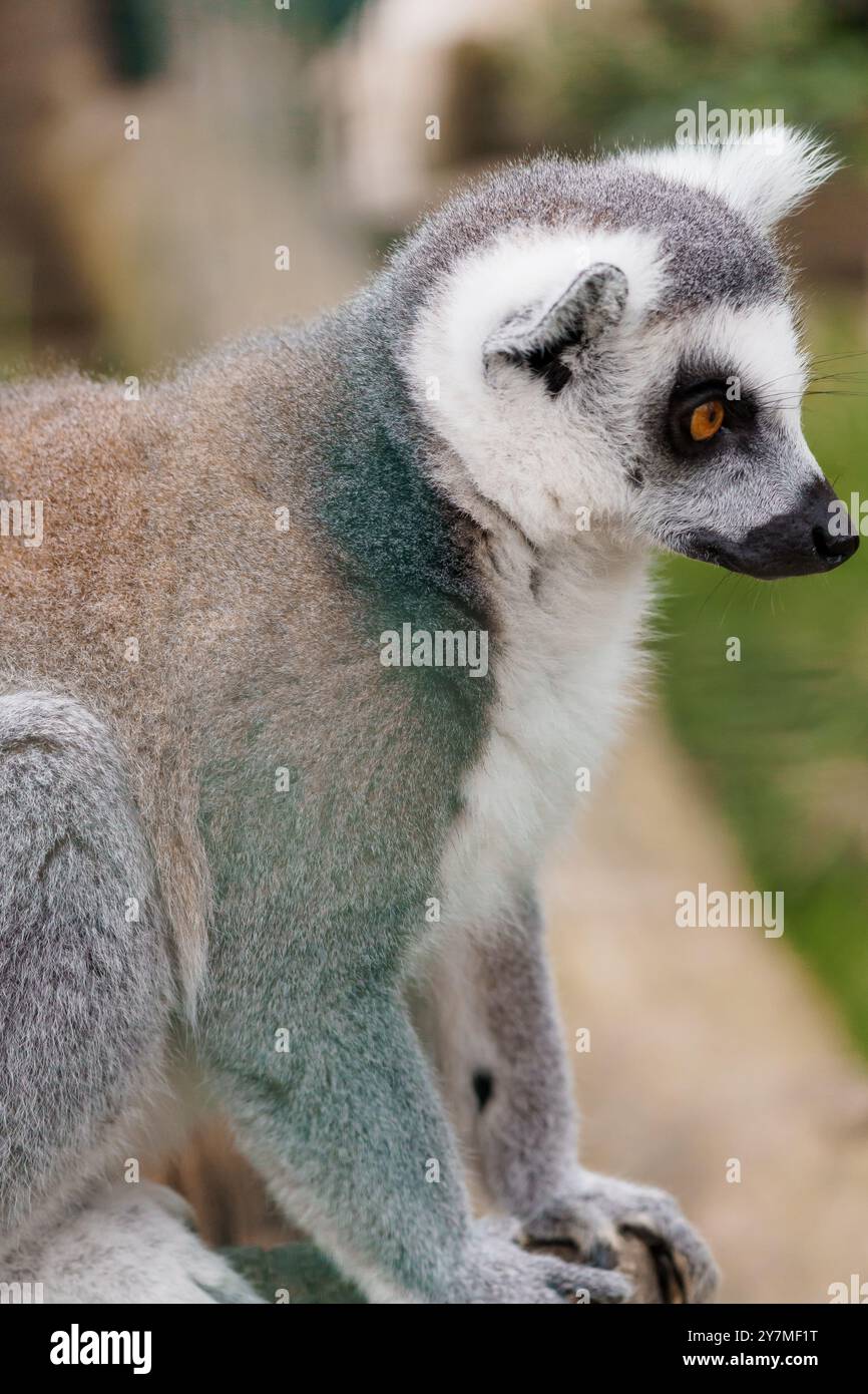 Maestoso Lemur nell'habitat naturale, con motivi ed espressioni di pelliccia unici. Foto Stock
