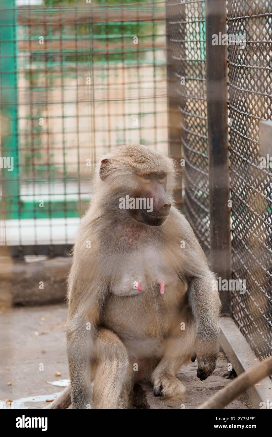 Un tranquillo Baboon in cattività rilassante dietro le sbarre. Foto Stock