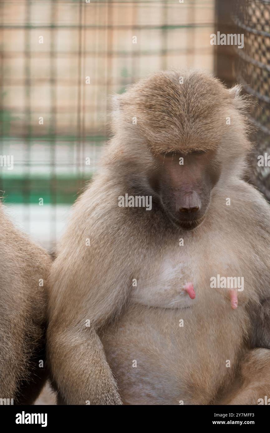 Ritratto Baboon in cattività con sfondo naturale Habitat. Foto Stock