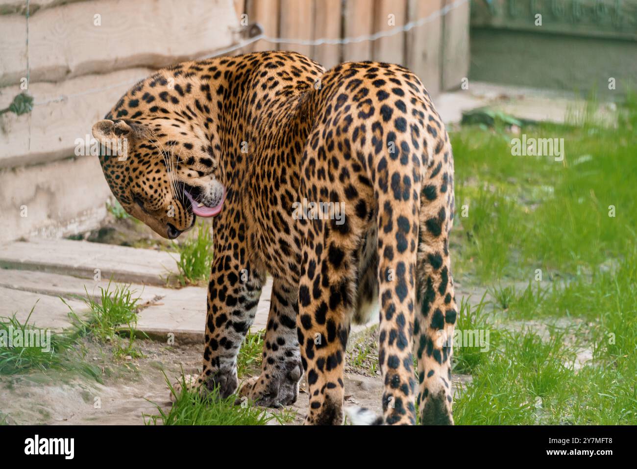 Elegante leopardo in un habitat naturale che mostra luoghi meravigliosi e movimenti aggraziati. Foto Stock