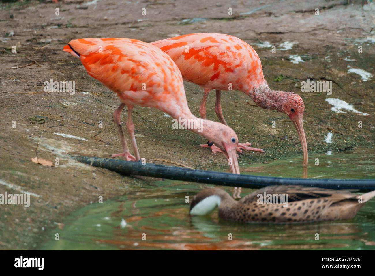 Maestosi uccelli Ibis con piume d'arancia e anatra giocherellona insieme da un corpo d'acqua sereno. Foto Stock