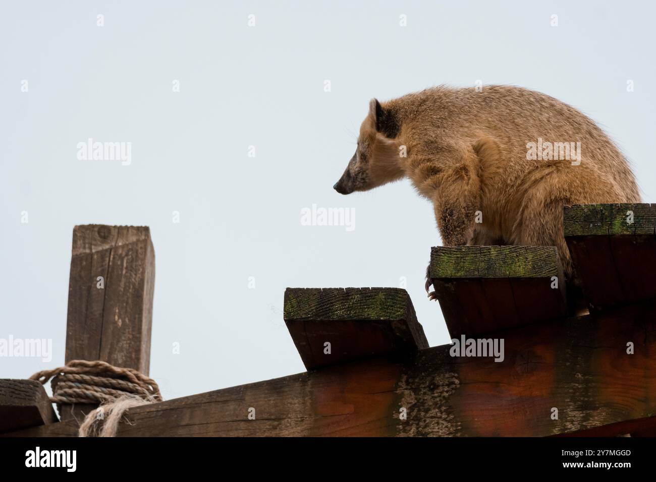 Un curioso Badger che contempla il mondo da un Perco di legno. Foto Stock