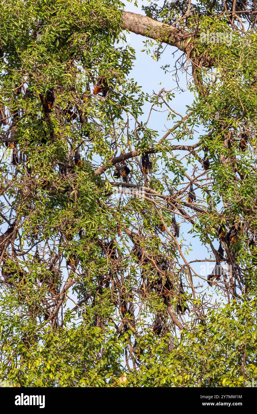 Le volpi volanti di Lyle vagano al Flying Fox Sanctuary Tree, Wat Phnom, Phnom Penh, Cambogia Foto Stock