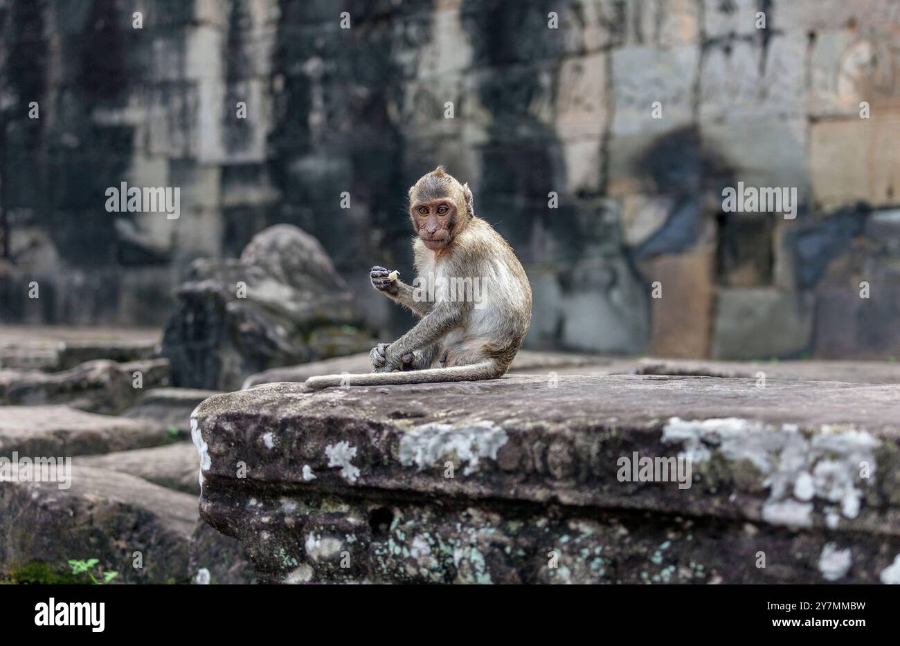 Macaco rhesus nel Bayon, Angkor Thom, vicino a Siem Reap, Cambogia Foto Stock