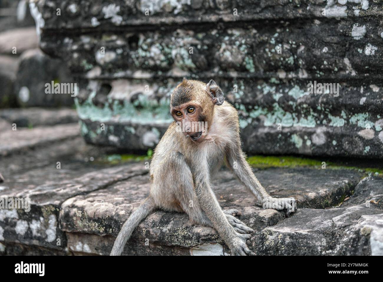 Macaco rhesus nel Bayon, Angkor Thom, vicino a Siem Reap, Cambogia Foto Stock