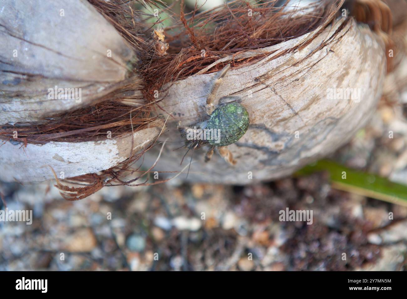 Granchi eremiti che mangiano noci di cocco sulla spiaggia, Fiji Foto Stock