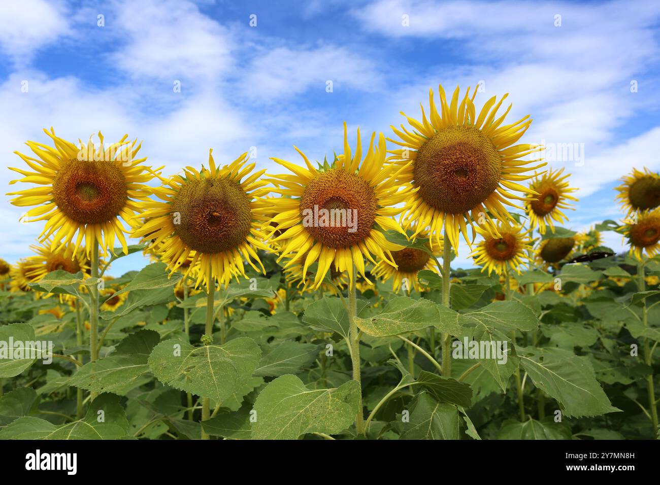 Girasoli sono in fiore e luce dal sole in una giornata limpida e hanno spazio di copia. Foto Stock
