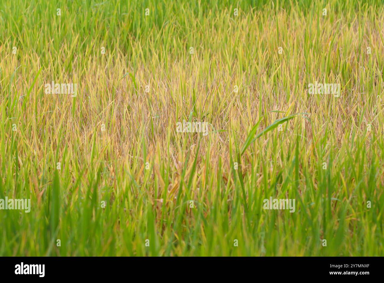 Piante di riso di circa quattro mesi infestate da parassiti, il planthopper marrone è un insetto che è dannoso per le piante di riso, causando le piante di riso Foto Stock