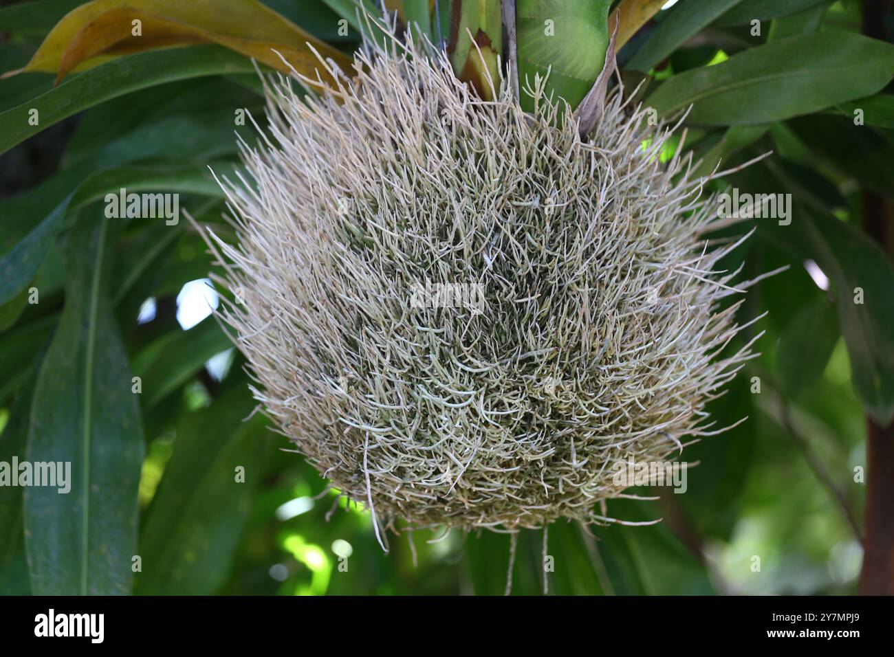 Le radici dell'orchidea che cresceva erano bianche e rotolate insieme in una palla, orchidee nel cortile posteriore. Foto Stock