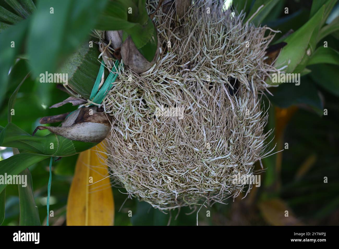 Le radici dell'orchidea che cresceva erano bianche e rotolate insieme in una palla, orchidee nel cortile posteriore. Foto Stock