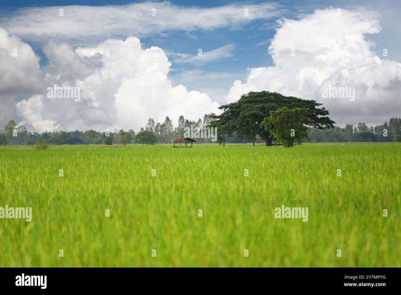 I campi di riso verdi producono orecchie dorate e una capanna con tetto in zinco si erge con un grande albero in mezzo ai campi e nuvole bianche in una giornata limpida. Foto Stock