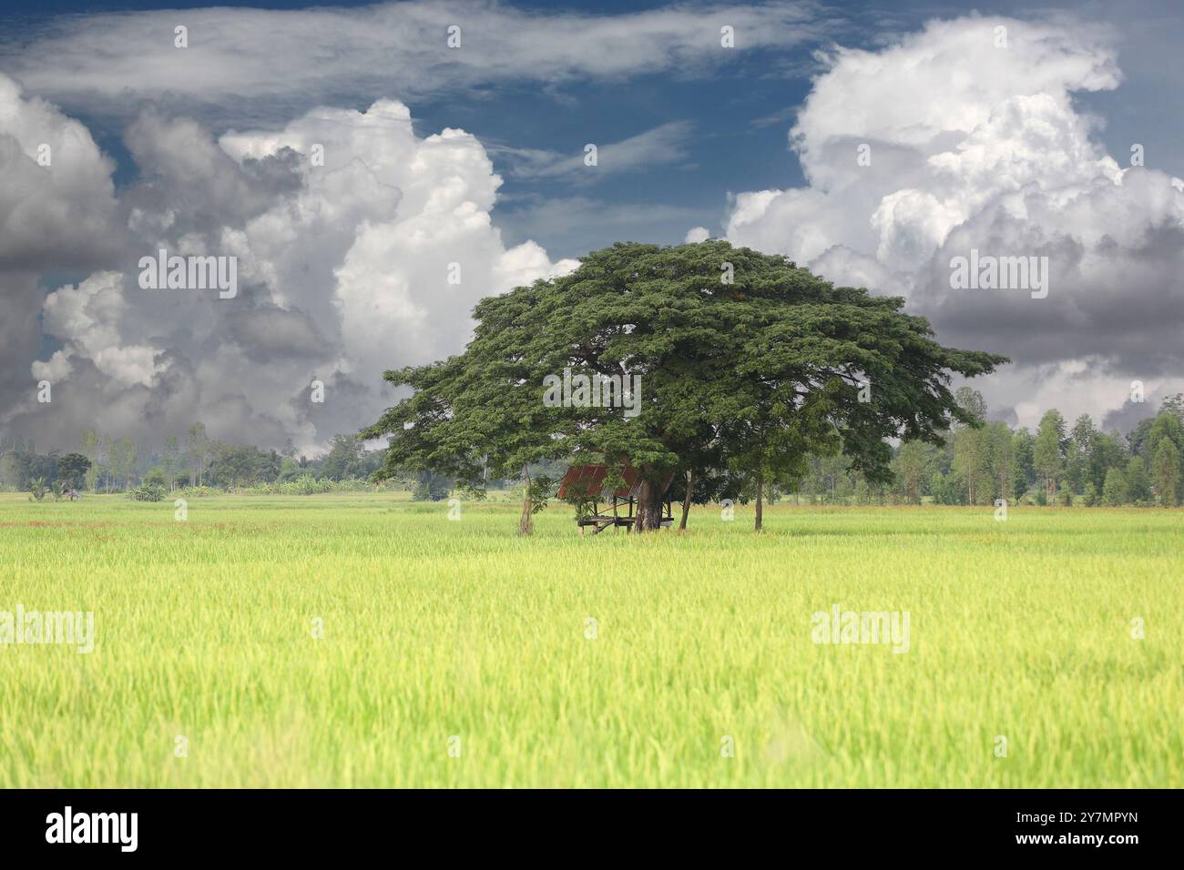 I campi di riso verdi producono orecchie dorate e una capanna con tetto in zinco si erge con un grande albero in mezzo ai campi e nuvole bianche in una giornata limpida. Foto Stock