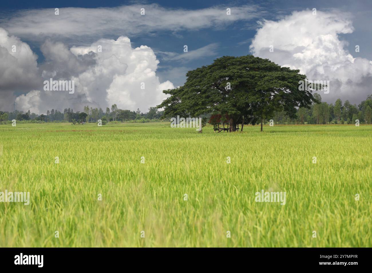 I campi di riso verdi producono orecchie dorate e una capanna con tetto in zinco si erge con un grande albero in mezzo ai campi e nuvole bianche in una giornata limpida. Foto Stock