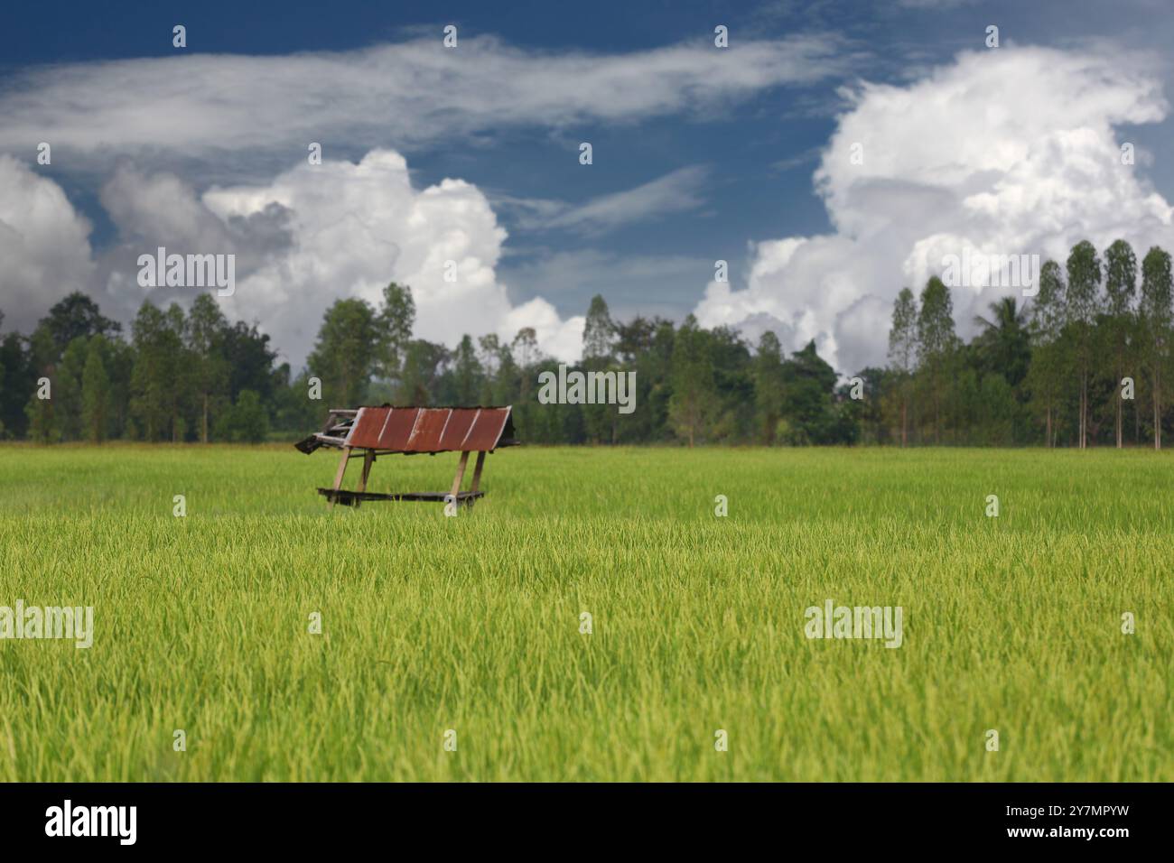 I campi di riso verdi producono orecchie dorate e una capanna con tetto in zinco si erge in mezzo ai campi, e nuvole bianche in una giornata limpida. Foto Stock