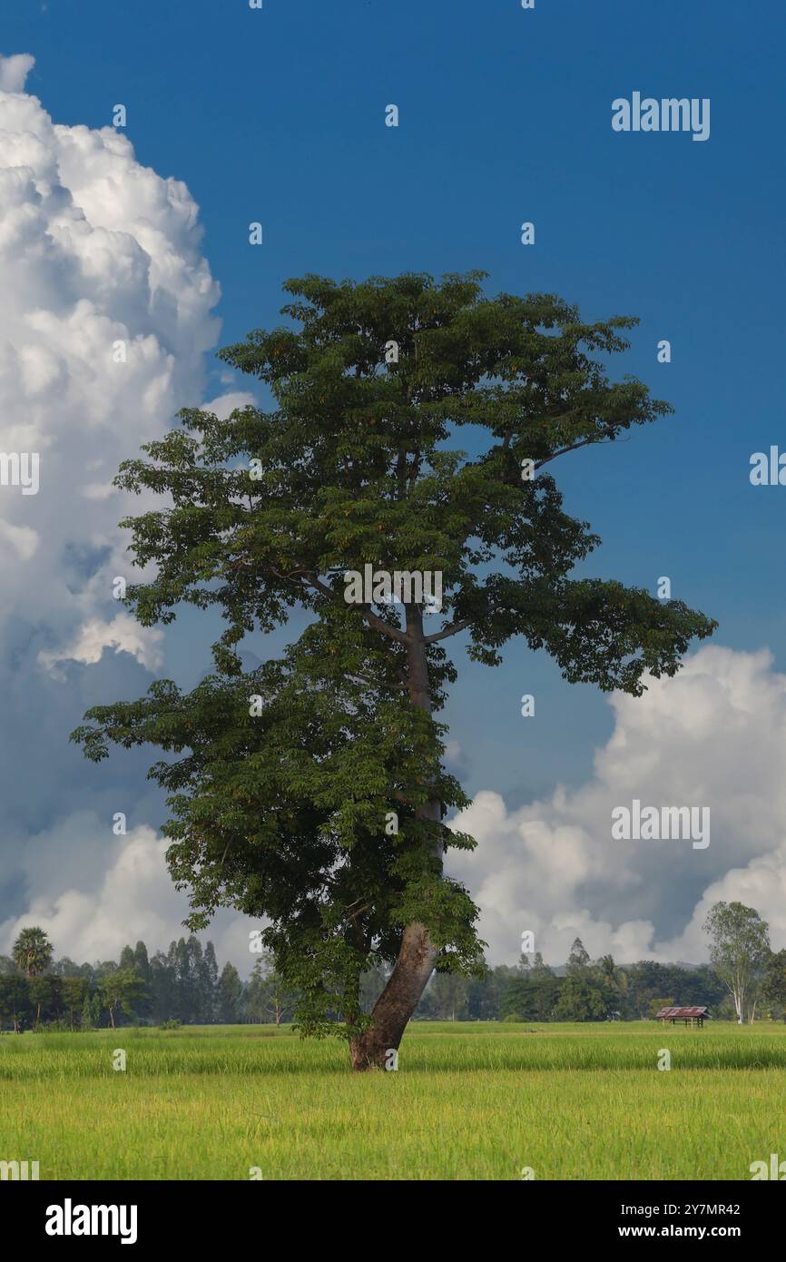 Grande albero verde nel mezzo di una risaia con nuvole e un cielo azzurro come sfondo. Foto Stock