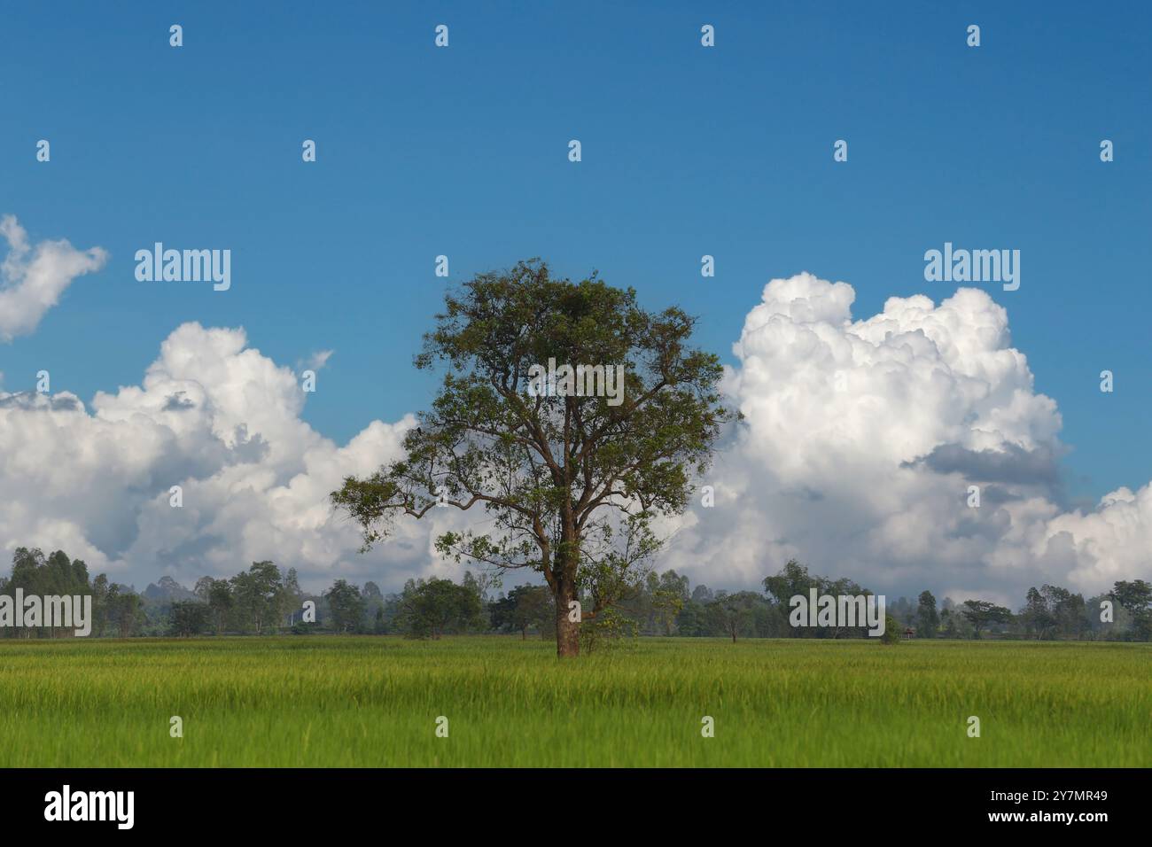 Grande albero verde nel mezzo di una risaia con nuvole e un cielo azzurro come sfondo. Foto Stock