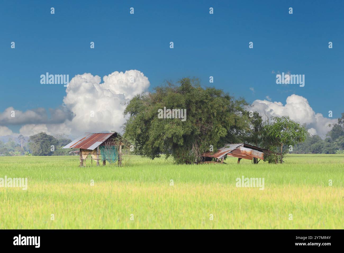 Grande albero verde nel mezzo di una risaia con nuvole e un cielo azzurro come sfondo. Foto Stock
