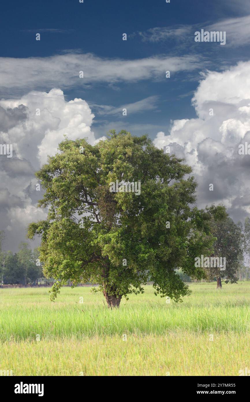 Grande albero verde nel mezzo di una risaia con nuvole e un cielo azzurro come sfondo. Foto Stock