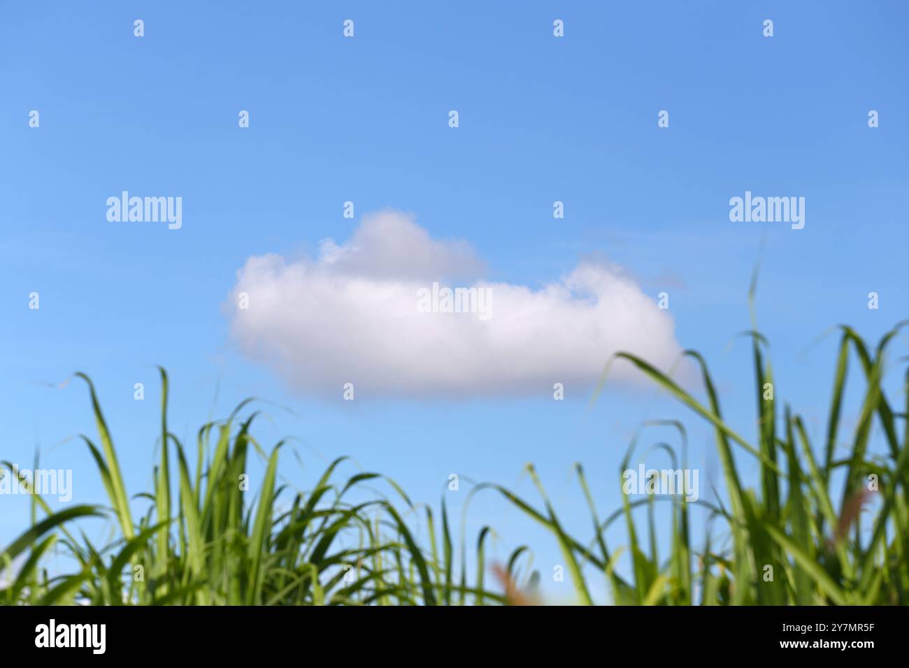 Cielo e nuvole bianche con erba sfocata davanti, vista sulla natura nelle giornate limpide. Foto Stock