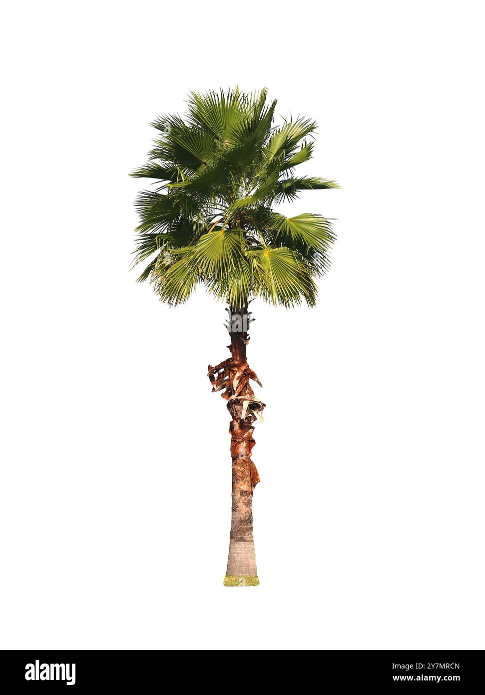 Palma da zucchero freschissima isolata su sfondo bianco e con percorsi di ritaglio. Foto Stock