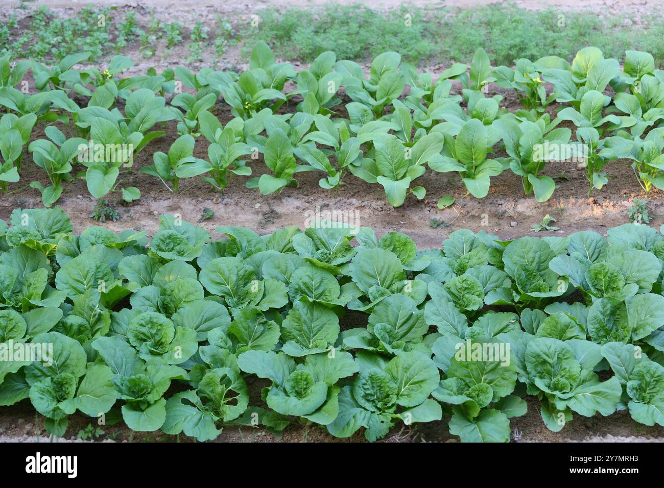 Le verdure a foglia verde coltivate biologicamente nell'orto stanno crescendo diverse verdure. Vista dell'agricoltura verde nel cortile. Foto Stock