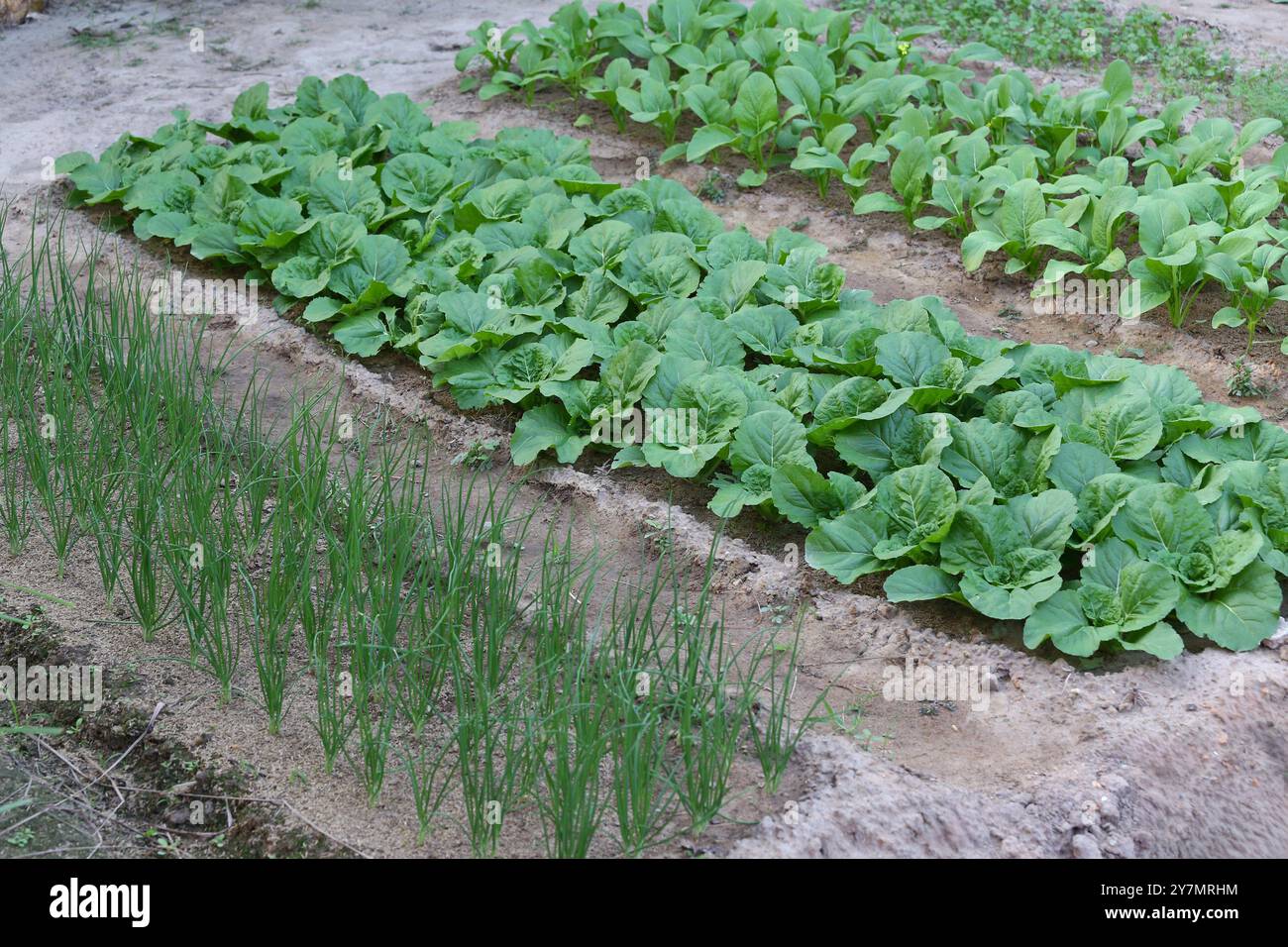 Le verdure a foglia verde coltivate biologicamente nell'orto stanno crescendo diverse verdure. Vista dell'agricoltura verde nel cortile. Foto Stock