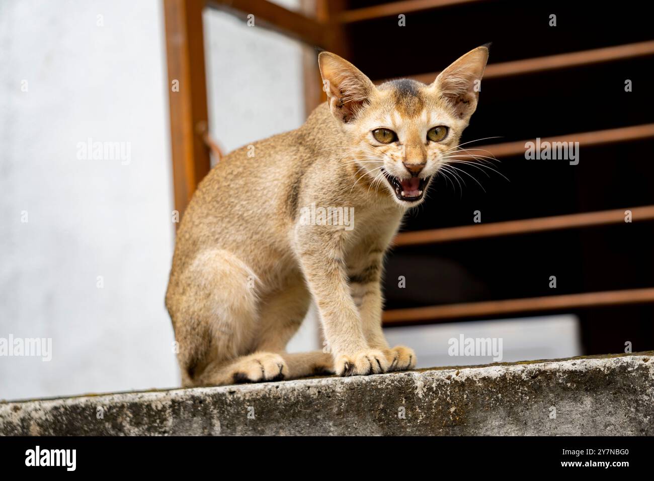 Gattino affamato che piange e guarda la telecamera Foto Stock