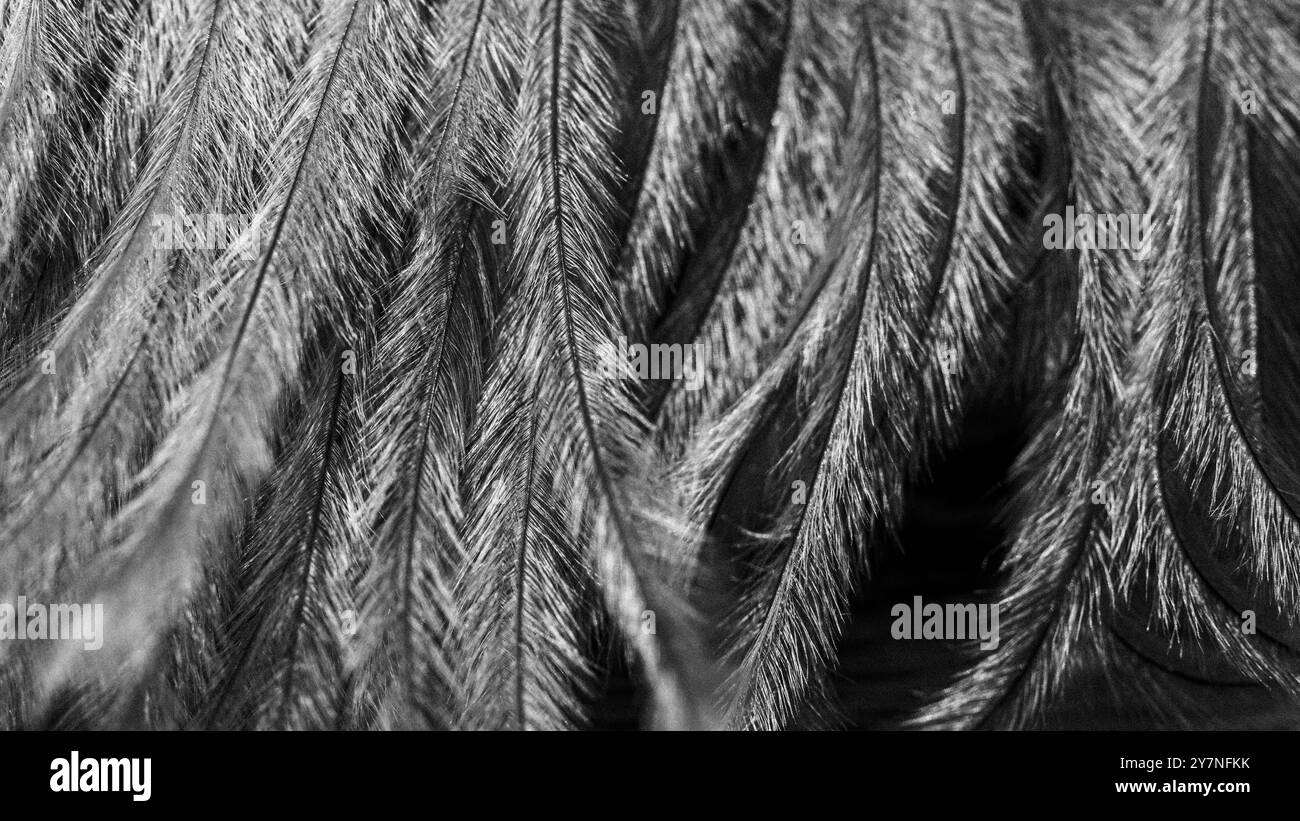 piume pavone primo piano , texture , macro Foto Stock