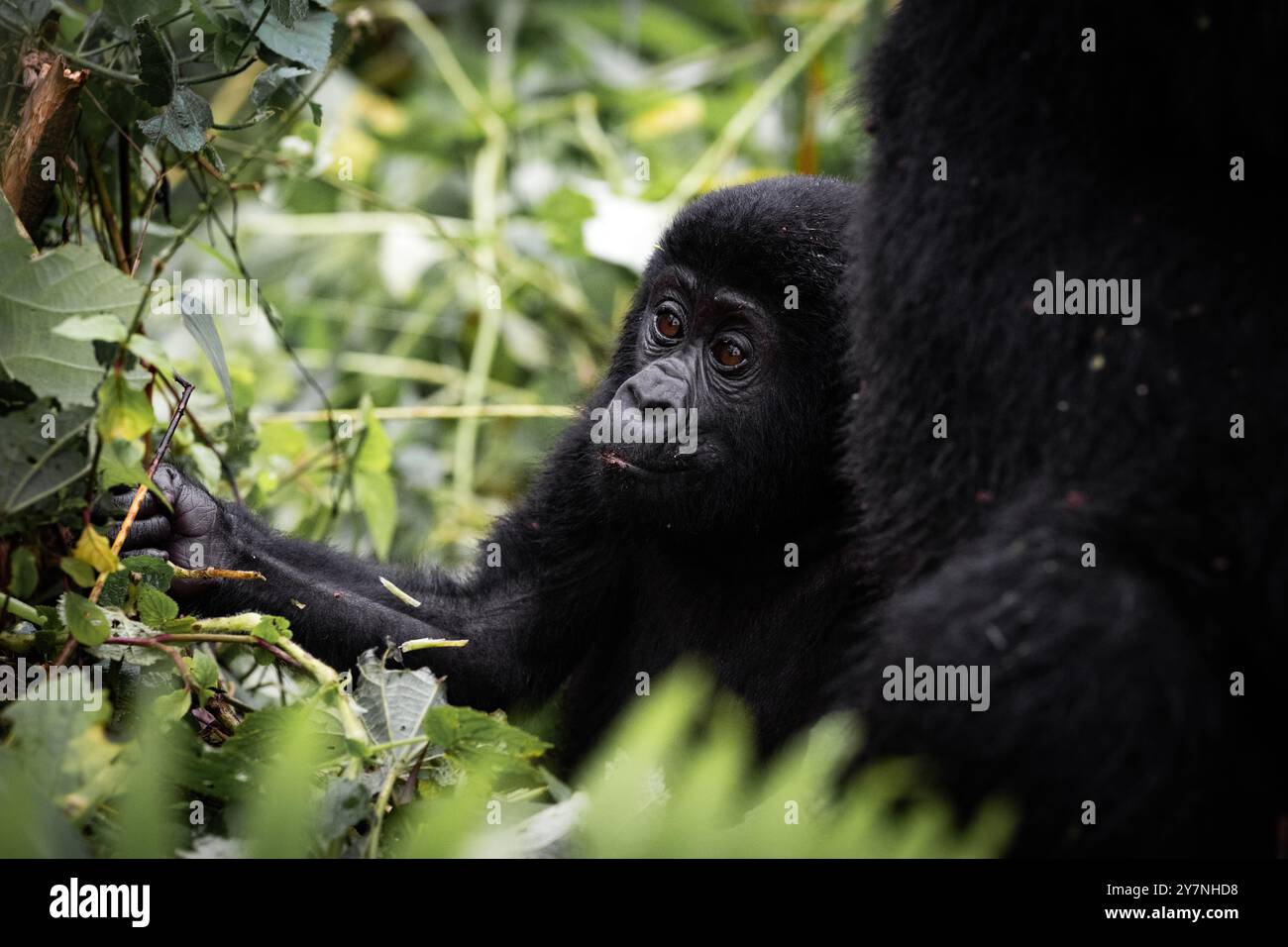 Un piccolo gorilla è stato visto in Uganda il 21 settembre 2024 Foto Stock