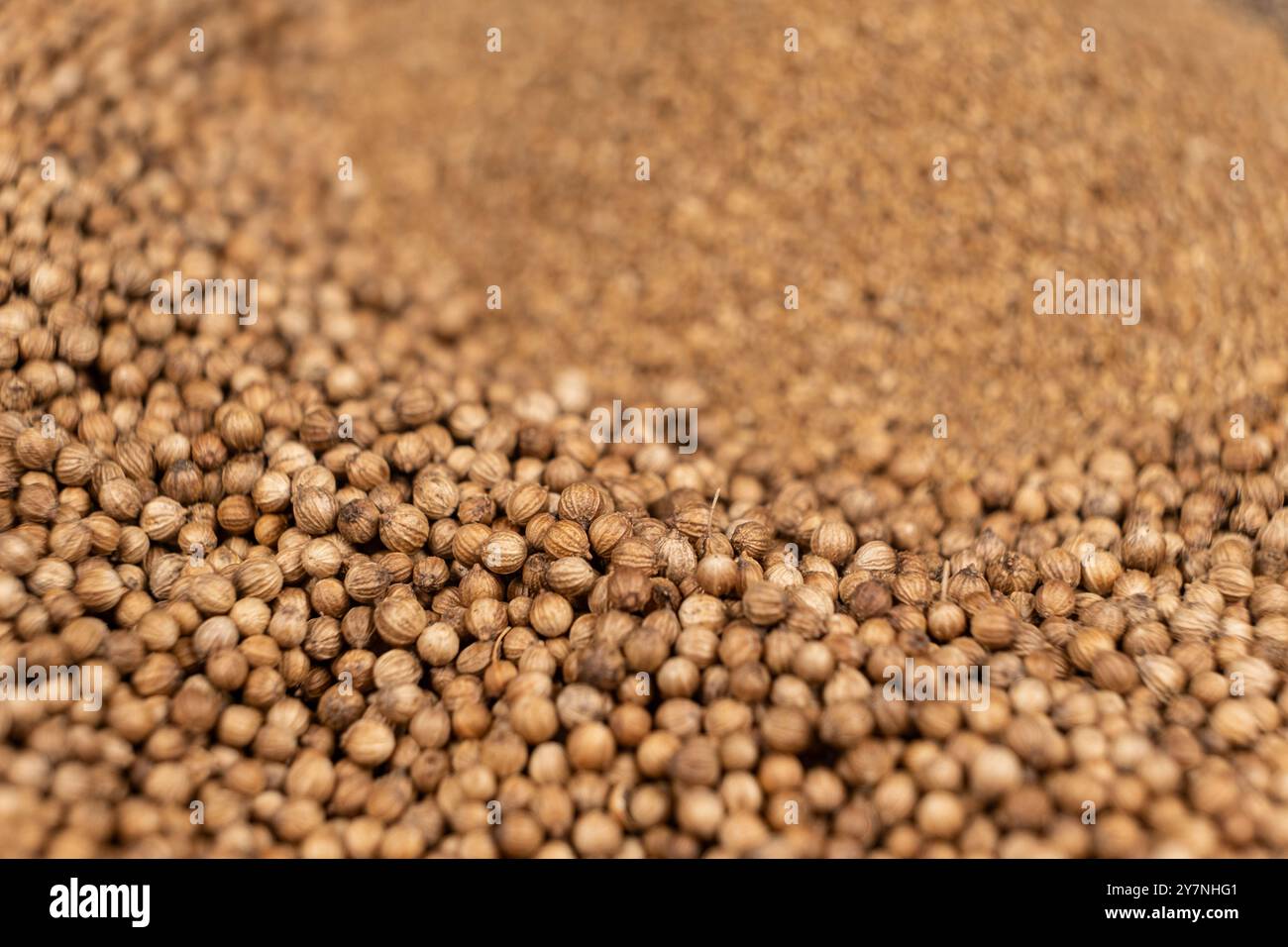 Condimento naturale in grani di coriandolo e macinato. Foto Stock