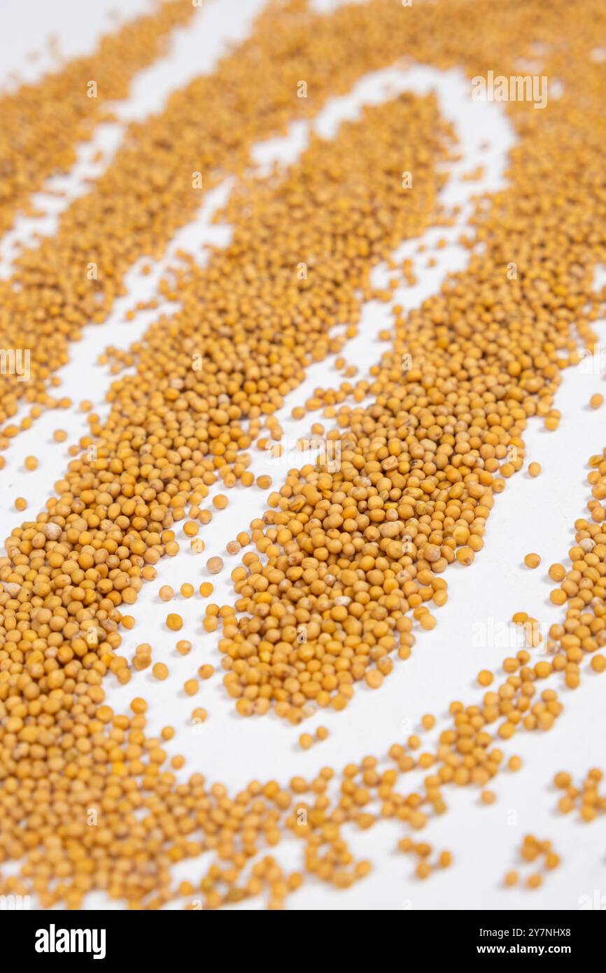 Semi di senape su sfondo bianco, condimento biologico naturale. Foto Stock