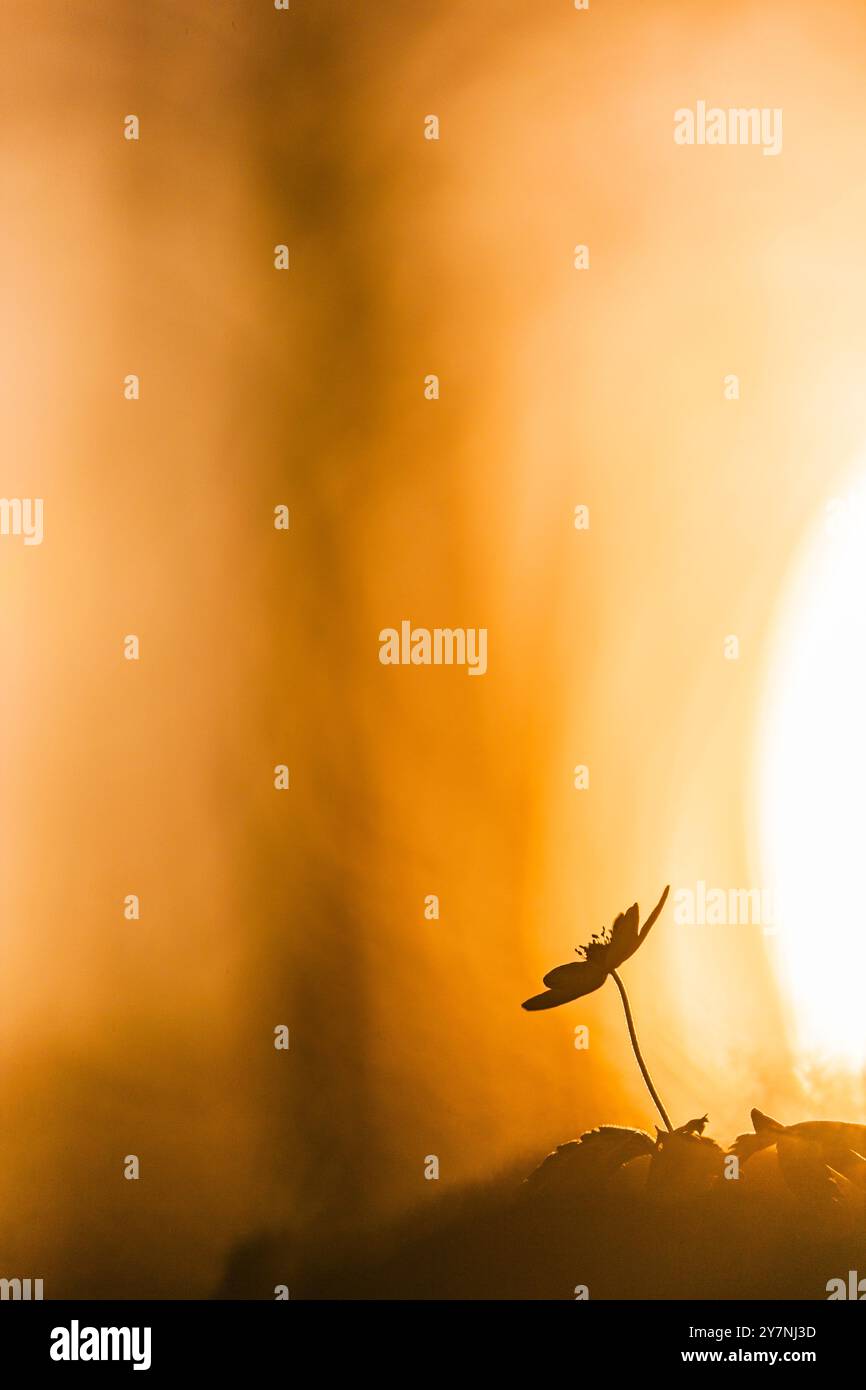 Mentre il sole tramonta in Svezia, un fiore di anemone in legno si staglia su uno sfondo dorato, catturando la tranquillità della bellezza della natura al crepuscolo. Foto Stock