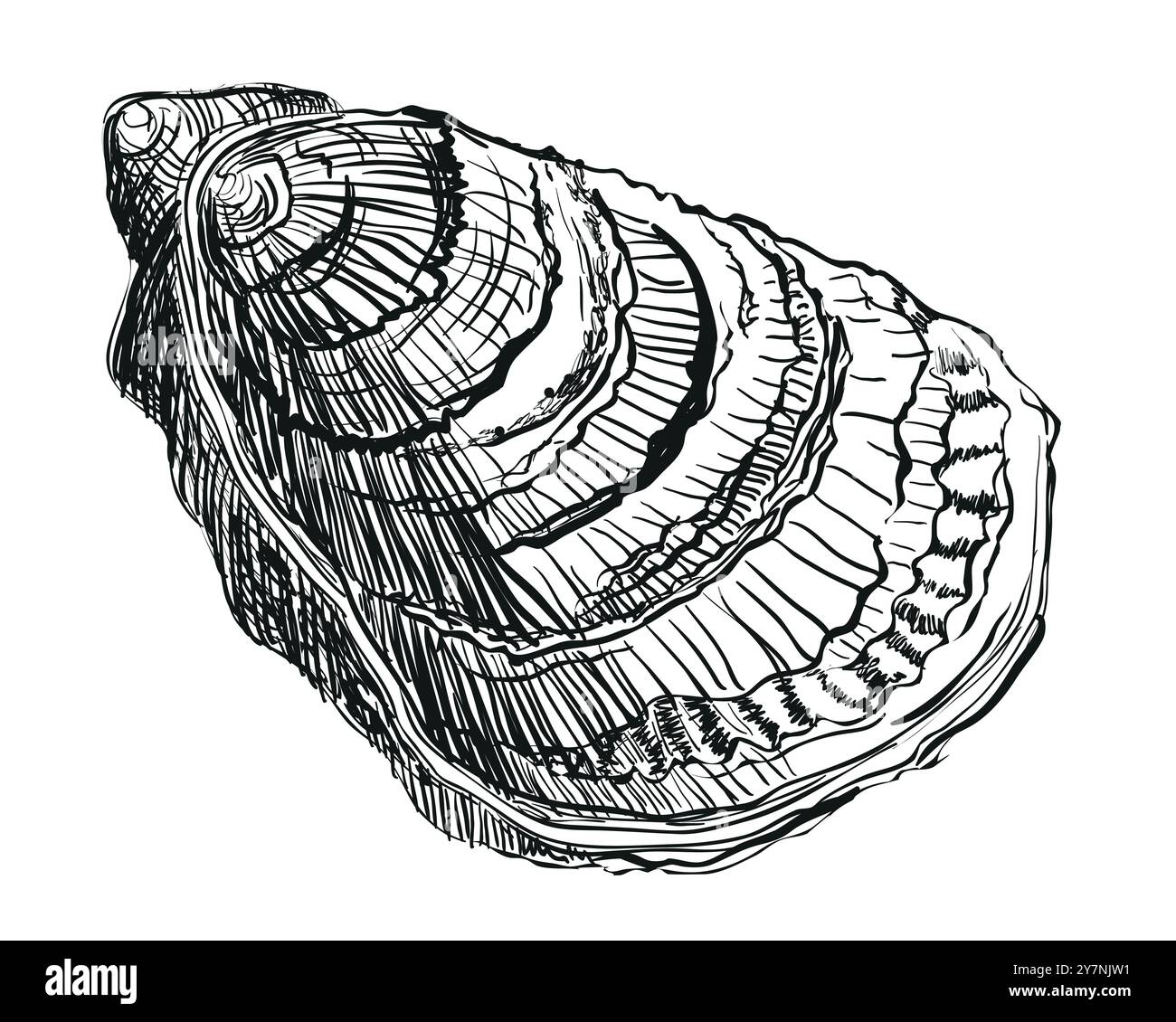 Vettore Oyster. Gusci di ostriche disegnati a mano. Ostrica fresca isolata su sfondo bianco, schizzo lineare. Effetto incisione, disegno a inchiostro lineare. Clipart per l Illustrazione Vettoriale