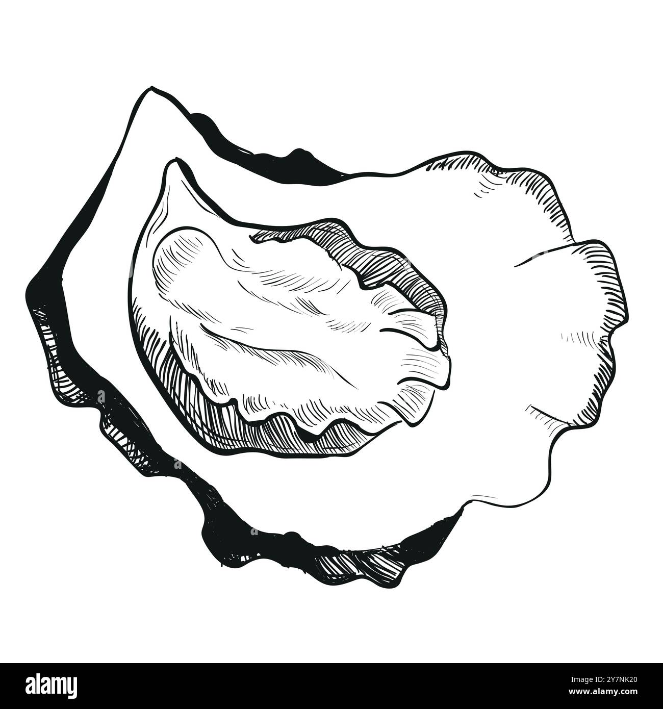 Schizzo vettoriale dell'ostrica. Guscio aperto disegnato a mano. Pesce isolato su sfondo bianco, schizzo lineare. Effetto incisione, disegno a inchiostro lineare. Fermo Illustrazione Vettoriale