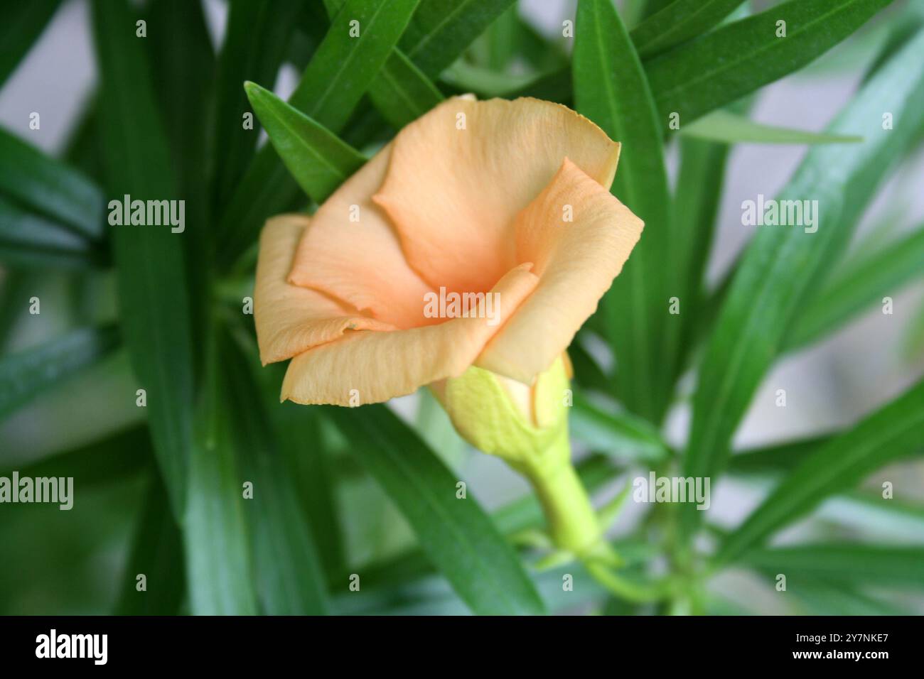 Fiore di Oleandro color albicocca (Cascabela Thevetia) su un albero. Foto Stock
