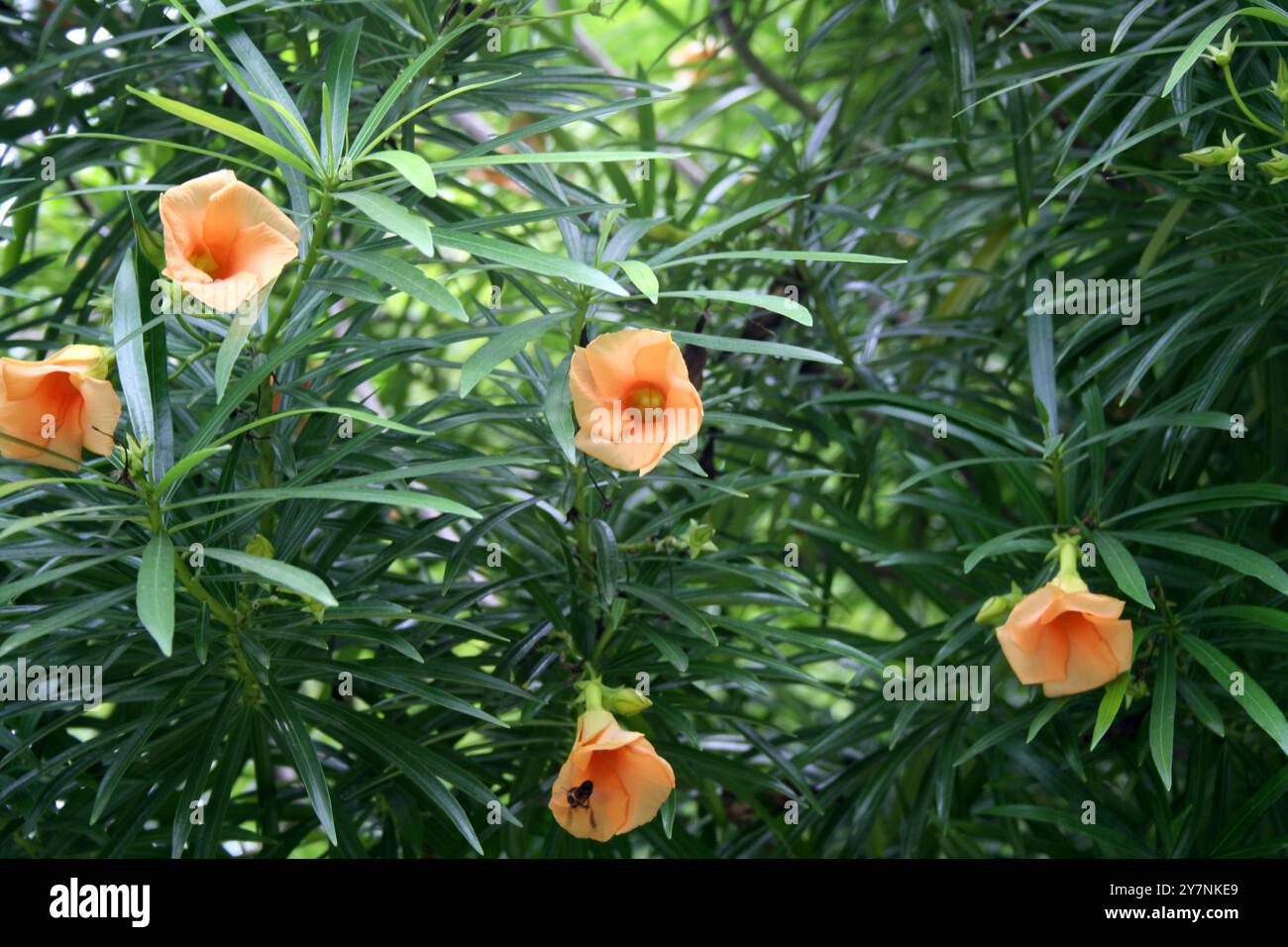 Fiore di Oleandro color albicocca (Cascabela Thevetia) su un albero. Foto Stock