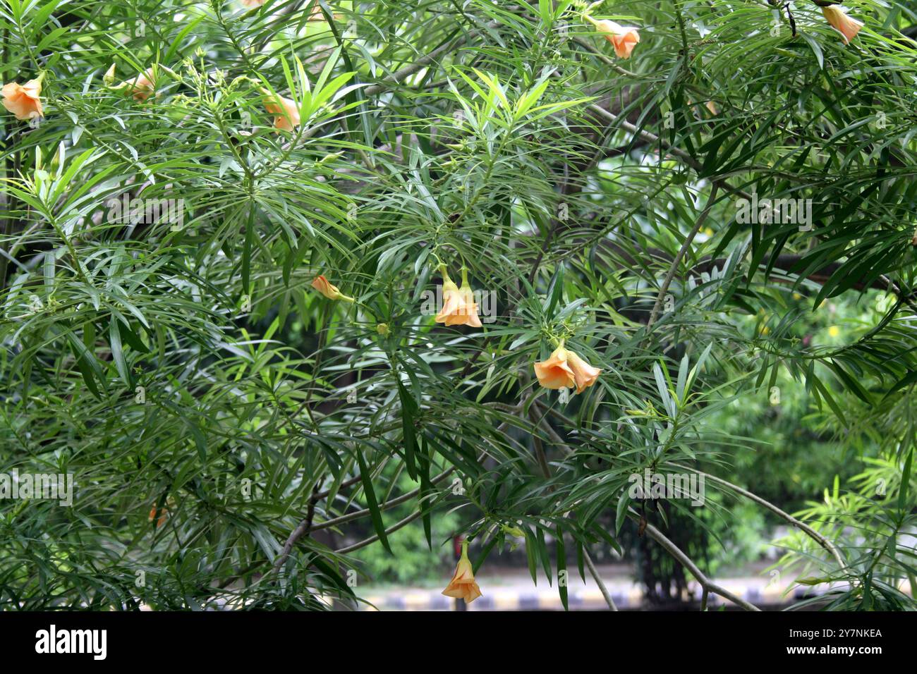 Fiore di Oleandro color albicocca (Cascabela Thevetia) su un albero. Foto Stock