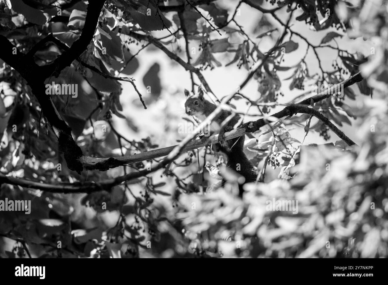 Scoiattolo che sale su un albero con foglie autunnali in un parco Foto Stock