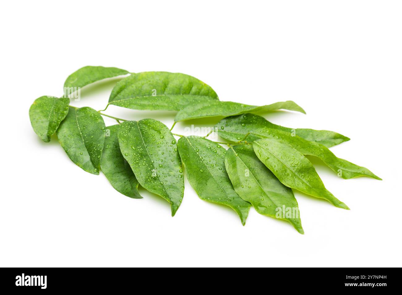 Un triandra verde e fresco di Tiliacora (Colebr.) la lamella viene visualizzata isolata su uno sfondo bianco. La foglia brillante e lucida sfoggia un testo liscio Foto Stock