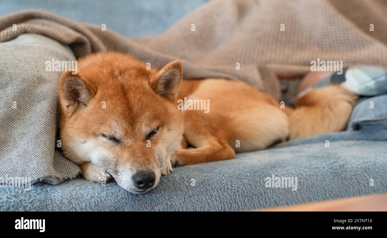 Un cane Shiba Inu dorme accanto al suo proprietario sul divano. Primo piano. Foto Stock