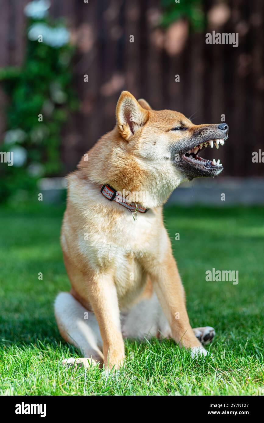 Ritratto di un simpatico cucciolo Shiba Inu seduto in giardino. Sfondo naturale sfocato. Foto Stock